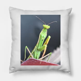 Praying Mantis Macro Photo Pillow