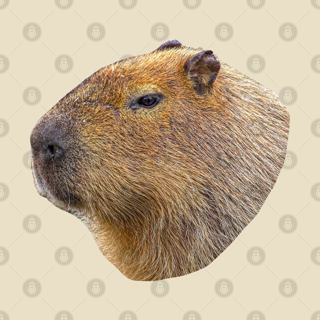 Capybara head by dalyndigaital2@gmail.com