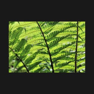 Sunlight weaving through fern fronds T-Shirt