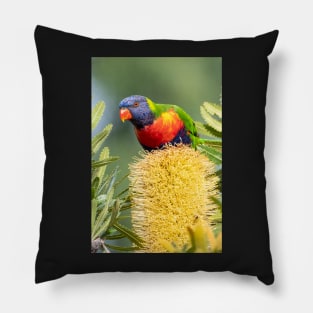 Rainbow Lorikeet on Banksia Pillow