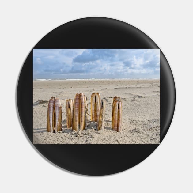 Composition of razor clams on beach Pin by Dolfilms