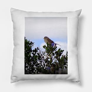 White crowned sparrow in a blue blossom Ceanothus Thyrsiflorus bush 3 Pillow