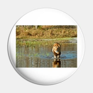 Lion crossing river Pin