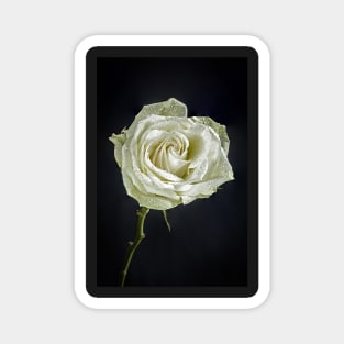 Single White Rose with Raindrops and Black Background Magnet