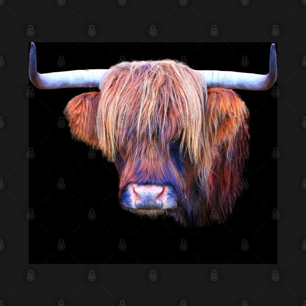 Highland Cow in Colour by Jane Braat