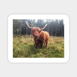 Scottish Highland Cattle Cow 2116 Magnet