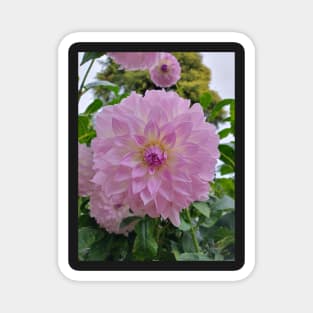 Pale Purple Dahlia Magnet