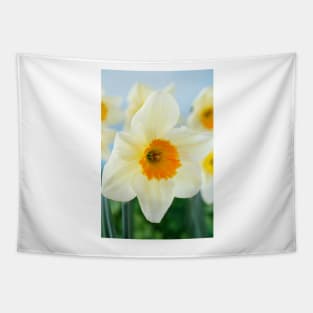 Narcissus  'Sempre Avanti'   Div. 2  Large-cupped  Daffodil Tapestry