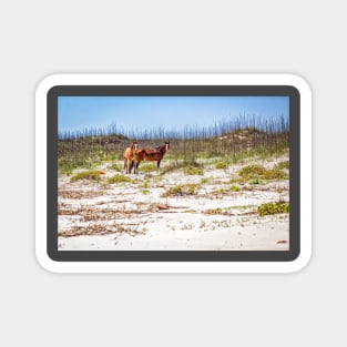 Wild Horses at Cumberland Island National Seashore Magnet