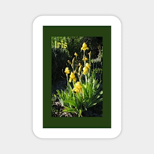 Yellow Iris Photograph Magnet