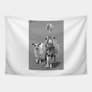 Sheep in Black & White ... Tapestry