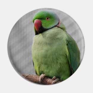 Perched Parakeet Pin