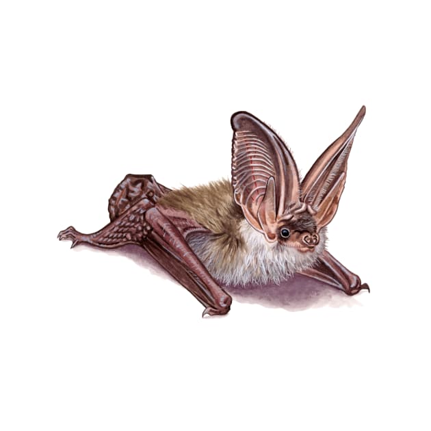 Grey long-eared bat by kokayart