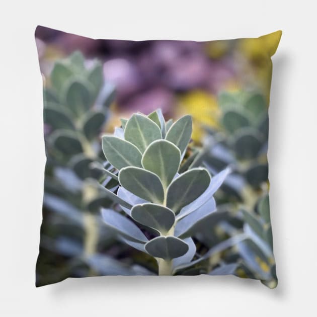 Stonecrops in Spring Pillow by Nicholas Lee