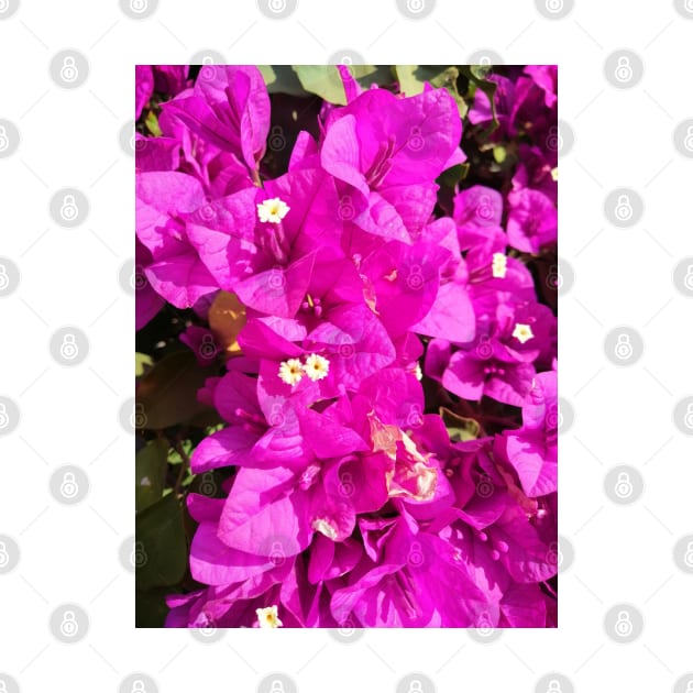 Purple bougainvilleas by LitchiArt