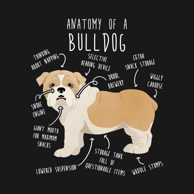 English Bulldog Fawn and White Dog Anatomy by Psitta