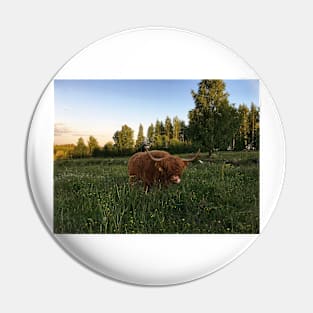 Scottish Highland Cattle Cow 2429 Pin