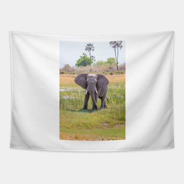 African bush elephant, Loxodonta africana Tapestry by GrahamPrentice