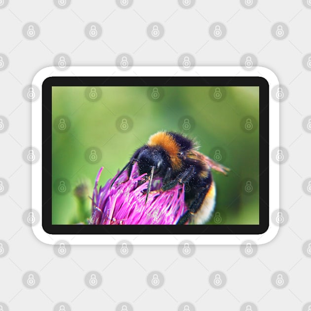 Bee on Thistle Magnet by InspiraImage