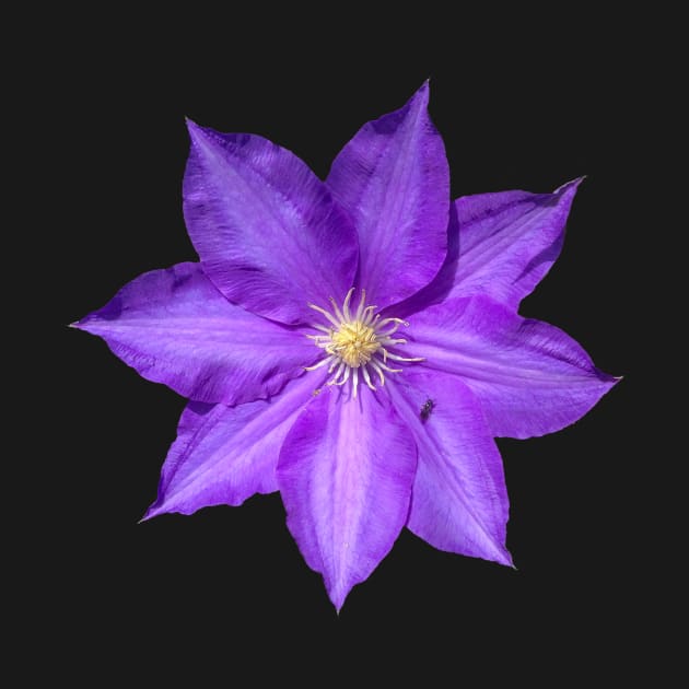 Purple Clematis Flower by Moonlit Midnight Arts