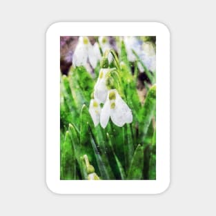 Snowdrops 7 Magnet