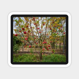 Apple tree in the orchard Magnet