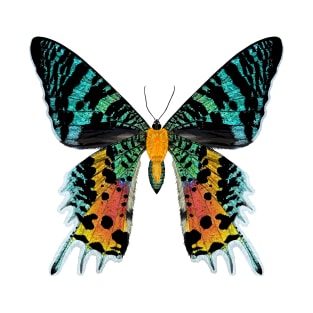 Madagascan Sunset Moth Illustration T-Shirt