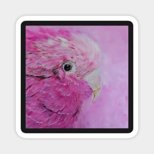 Galah - Australian Native Bird Magnet