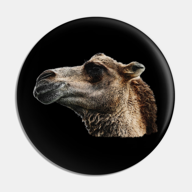 Camel Head Animals Desert Camels Pin Teepublic