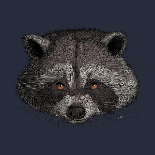 Raccoon by Walking in Nature