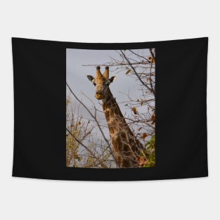 Young curious giraffe in Botswana Tapestry