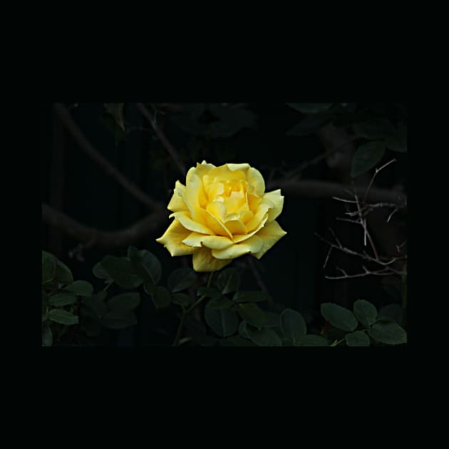 Yellow Rose Flower on Branch by oknoki