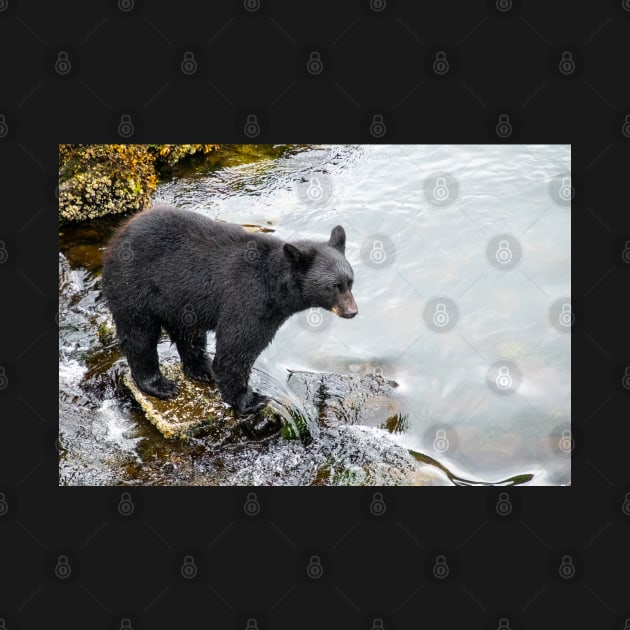 Black Bear at River's Edge by SafariByMarisa