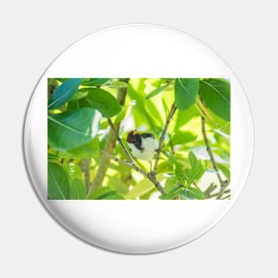 Red-crested cardinal of hawaii 3 Pin