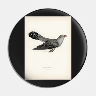 Common cuckoo-male (cuculus canorus) illustrated by the von wright brothers Pin