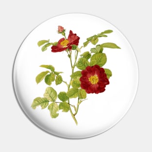 Rose Flower Botanical Illustration Pin