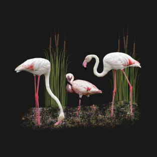 Greater Flamingo and Lesser Flamingo in Kenya / Africa T-Shirt