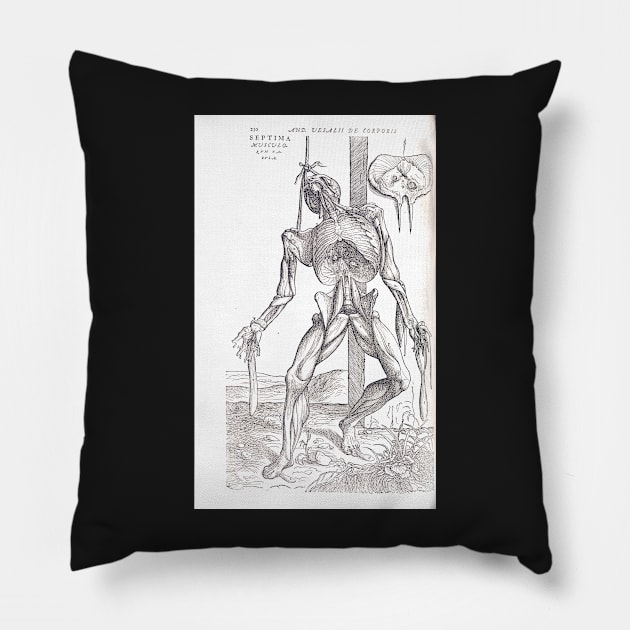 Anatomical skeleton Illustration from De humani corporis fabrica libri septem by Andreas Vesalius published circa 1543 (cleaned to remove bleed thru text) Pillow by artfromthepast