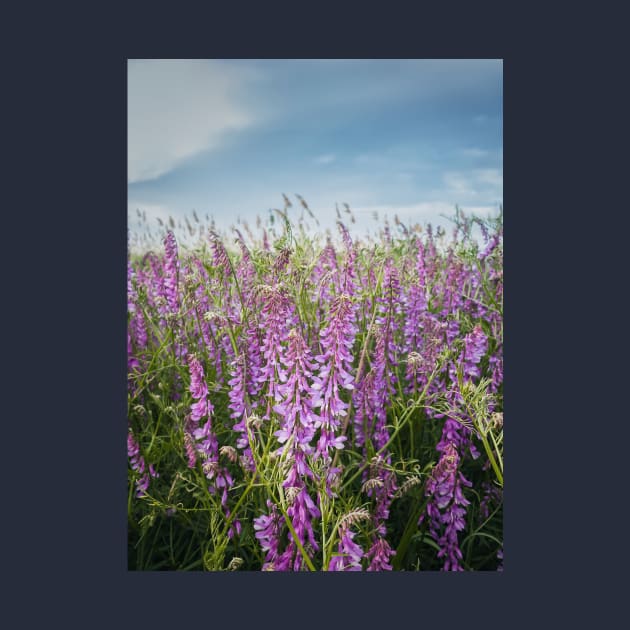 blooming tufted vetch flowers by psychoshadow