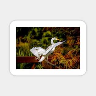 Great Egret Landing Magnet