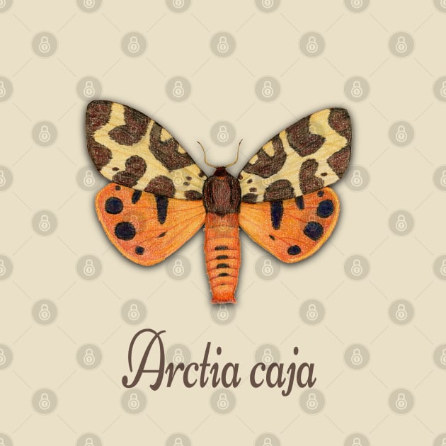 Garden tiger moth illustration by Bwiselizzy