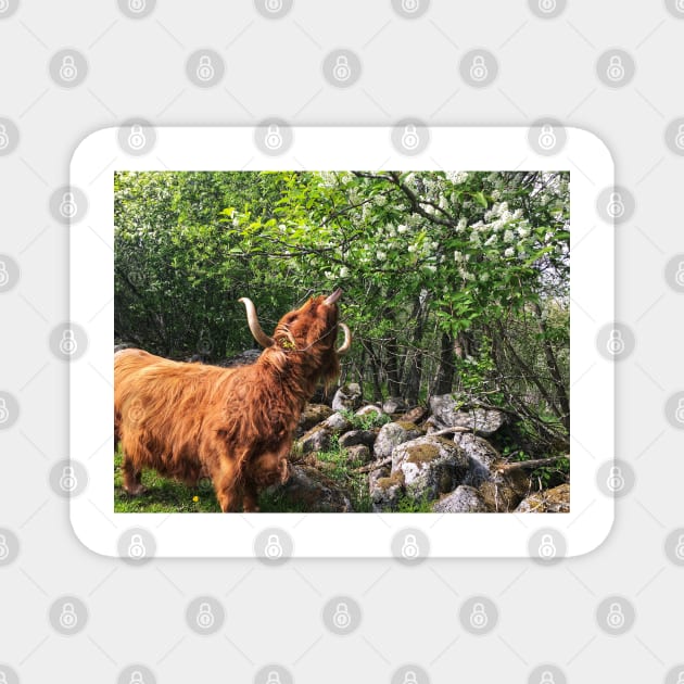 Scottish Highland Cattle Cow 2405 Magnet by SaarelaHighland