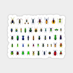 Bugs and Beetles Magnet