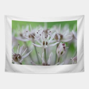 Allium karataviense   AGM  Kara Tau garlic Tapestry