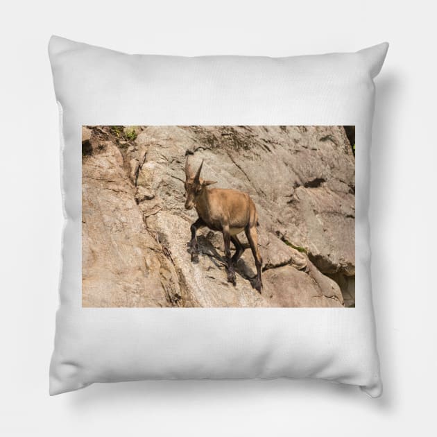 Ibex on a cliff Pillow by josefpittner