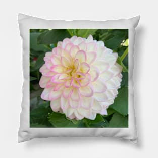 Soft Pink, Yellow And White Dahlia Bloom Pillow