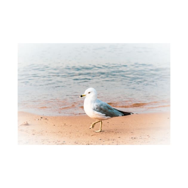 Seagull on the Beach at Okanagan Lake by Amy-K-Mitchell