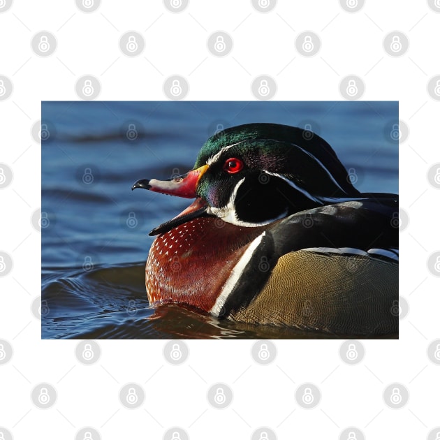 Quack! - Wood Duck by Jim Cumming