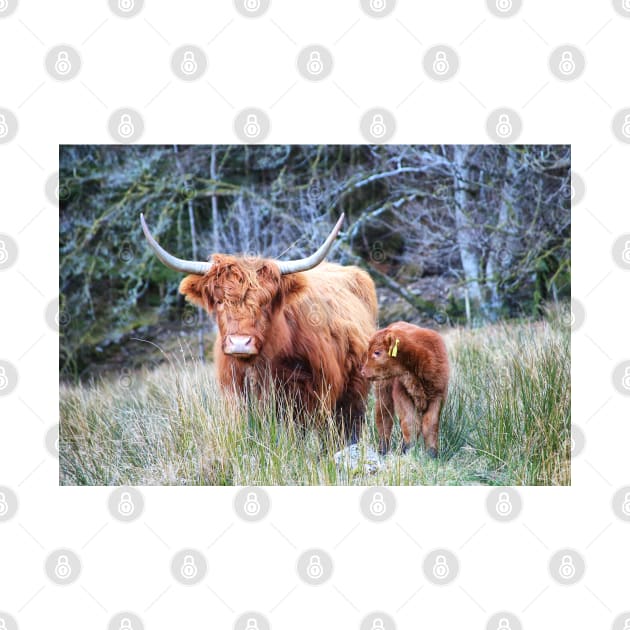 Highland Cow and Calf by Jane Braat