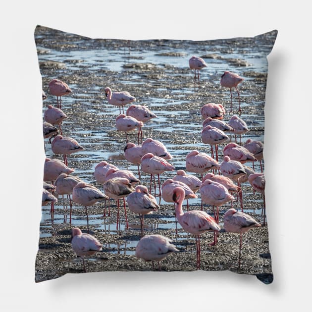 Namibia. Walvis Bay. Another Flamboyance of Flamingos. Pillow by vadim19